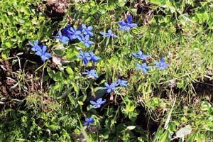 gentianes